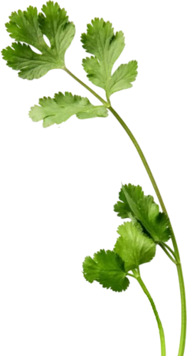 parsherbs-coriander-seed-top-slider