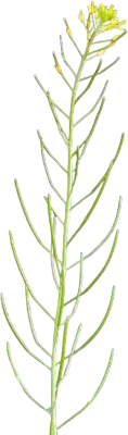 parsherbs-flixweed-left-slider