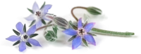 parsherbs-iranian-borage-top-slider